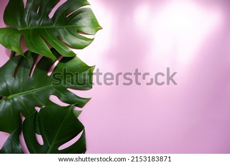 Green tropical palm leaves Monstera on pink background. Flat lay, top view. Tropical, summer concept green leaves composition.