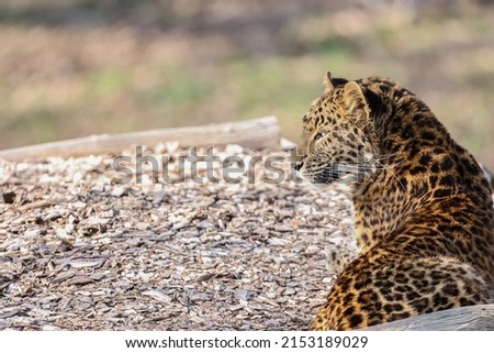Leopard picture wonderful big cat 