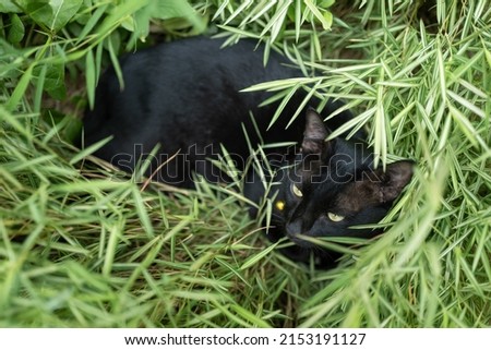 A pet cat enjoys sleeping some fresh grass.