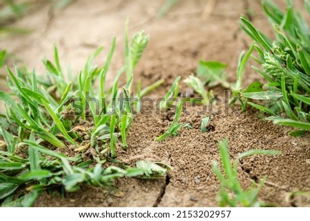 Picture of an anthill built in the ground in close-up.
