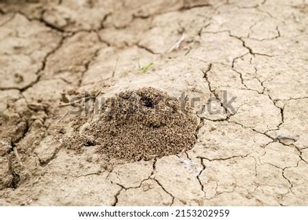 Picture of an anthill built in the ground in close-up.