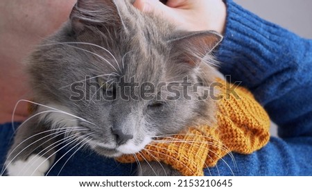 Close-up of the face of a gray fluffy cat with a lush mustache, which is held in his arms by his owner. The relationship between humans and pets. A cat shares loneliness with its owner.