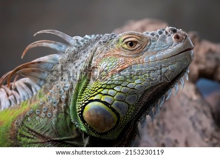 Exotic Iguana images on close look with various angle and natural background