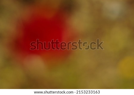 Bright ruby-red blossom of the corn poppy against the blurred background in soft tones and splashes of color from neighboring blossoms