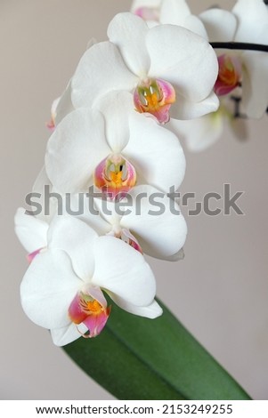 Three white orchid flowers on a pink background. Vertical.