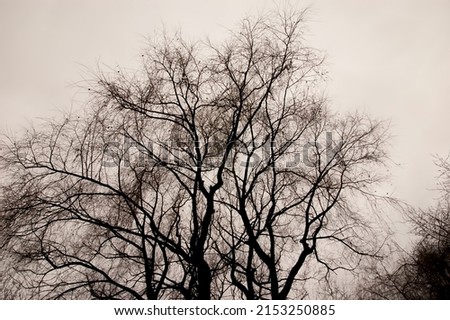 Bare tree branches against the gray sky