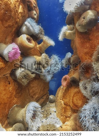 Beautiful corals under the ocean. This is a display of corals at the aquarium of Cape Town.