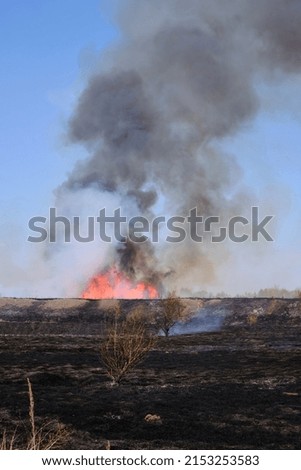 Red flames on the background of a burnt field with grass