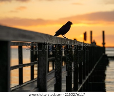 A beautiful view of a bird perched on the pier at the sunset