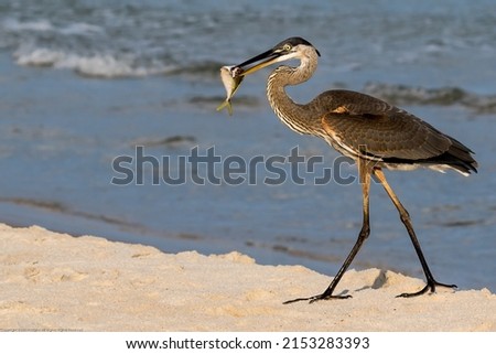 A great blue heron with a fish in its beak at the beach in Gulf Shores, Alabama, USA Royalty-Free Stock Photo #2153283393