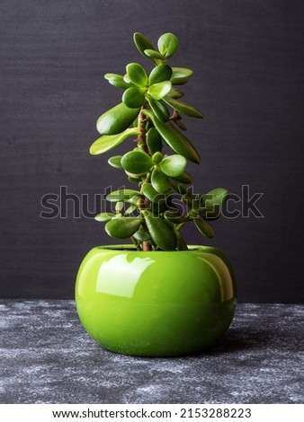 Crassula ovata, commonly known as jade plant, lucky plant, money plant or money tree, is a succulent plant. It is common as a houseplant worldwide. Green pot. Grey background. Royalty-Free Stock Photo #2153288223