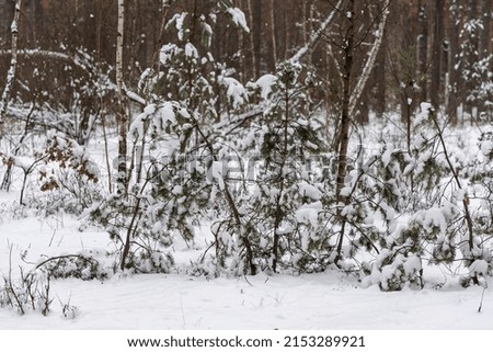 Snow on tree branches in the forest.