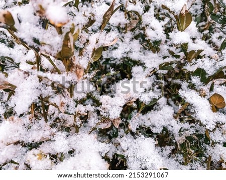 Fresh snow on a wooden bush. Beautiful winter background with snow-covered treesSnowy cold weather