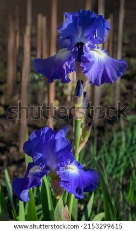 iris flowers, selective focus close up on flower petals