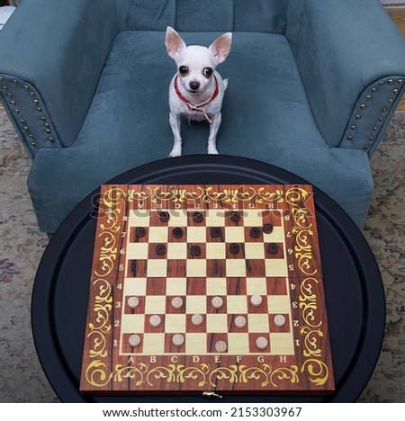 A small chihuahua dog plays checkers while sitting at the board in a cozy armchair in the living room with his head held high. 