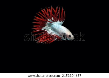 Cambodian crown tail betta fish, betta fighting fish on black background