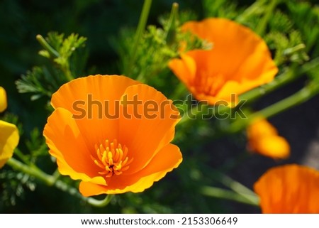 California Poppy.Eschscholzia californica.  Flower essences