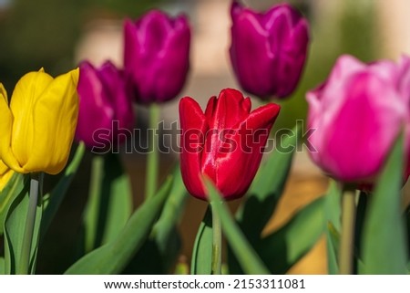  Tulips of different colors closeup, spring concept, holiday, congratulation, good mood. Hight quality photo