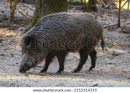 Wild boar looking for food on the forest floor Royalty-Free Stock Photo #2153314319