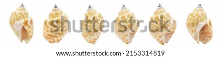 Collection of one seashell from different perspectives. isolated on a white background. with clipping path.