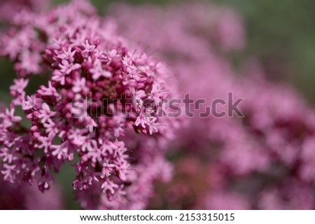 Flora of Gran Canaria -  Centranthus ruber, red valerian, invasive in Canaries natural macro floral background
 Royalty-Free Stock Photo #2153315015