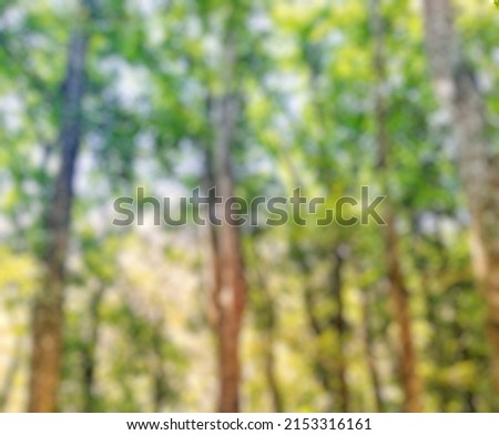 Defocused abstract background of sunshine shining among big green trees. Natural Bokeh image for new day concept


.