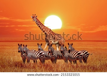 Group of wild zebras and giraffe in the African savanna at sunset. Wildlife of Africa. Tanzania. Serengeti national park. African landscape. Royalty-Free Stock Photo #2153321015