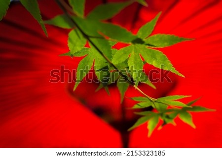 Green maple have a highlight of red background and green leaves. This flower intricates an improtance of natural japan cultures.
