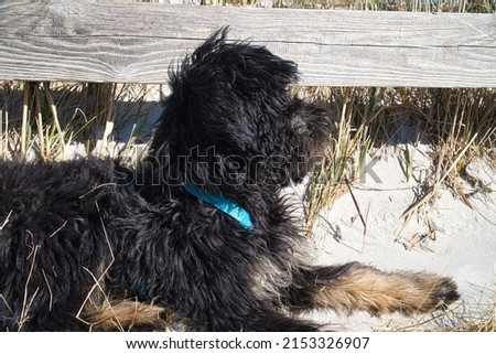 goldendoodle lying on the beach of the Baltic Sea. The dog observes the surroundings. Relaxed lying of the animal