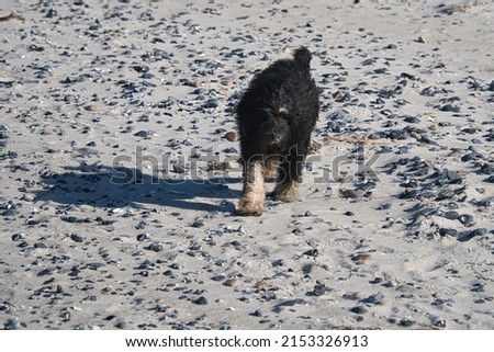 goldendoodle on the beach of the Baltic Sea. The dog runs to the owner. He enjoys the beach