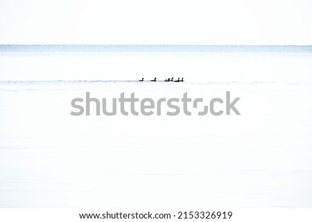 Ducks minimalist in the Formation in high key on the calm Baltic Sea. Wildlife photography by the sea in Germany