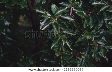 A branch of a young tree of a persimmon on the background of a blurry background. Universal background. abundant foliage in the garden. Selective focus, copy space. A lot of green shades in nature
