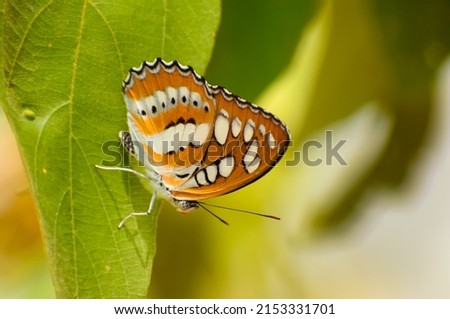Closeup picture of a common sergeant butterfly (Athyma perius) resting on a green leaf in nature tropical forest habitat. Mandi, Himachal Pradesh, India Royalty-Free Stock Photo #2153331701