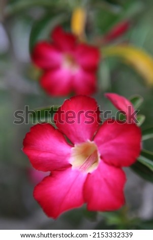 Red desert rose flowers bloom on the stems, around the edge of the flower has a faded pink gradation in the center near the flower pit and the flower has five petals.
