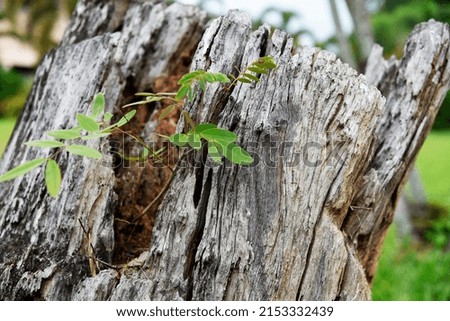 A young tree growing on an old stump on a blurry background.