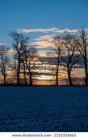 Silhouette of row of trees against winter sunset in rural Sweden