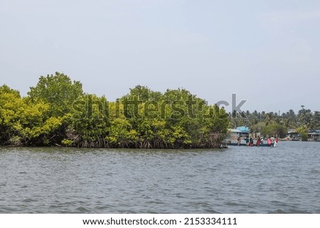 Mangrove forest in the river