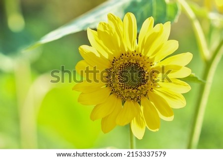 Macro picture of the sunflower 