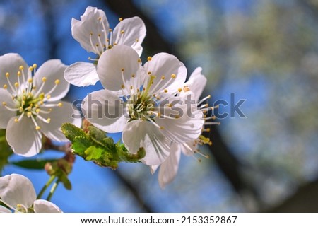 Close-up of cherry blossoms against the blue sky. Macro shot of a white flower and green leaves