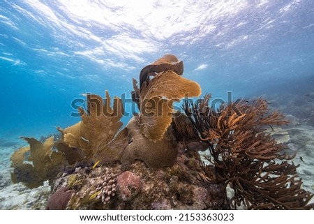Seascape with Sea Fan, Gorgonian Coral, and sponge in the coral reef of the Caribbean Sea, Curacao