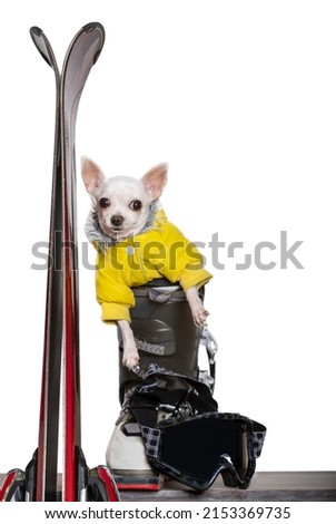 A small chihuahua dog in a yellow warm ski jacket poses next to red alpine skis, sitting in a ski boot. 