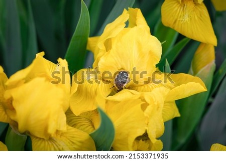 The beetle sits on a yellow iris flower. Beautiful yellow spring flower.