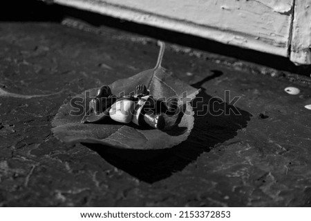 The toy lies on a leaf on the windowsill black and white photo