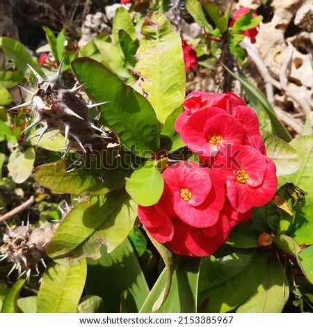 Succulent plant Crown of thorns ( latin Euphorbia milii ) known as Christ plant, or Christ thorn, is a species of flowering plant in the spurge family Euphorbiaceae, native to Madagascar. Royalty-Free Stock Photo #2153385967