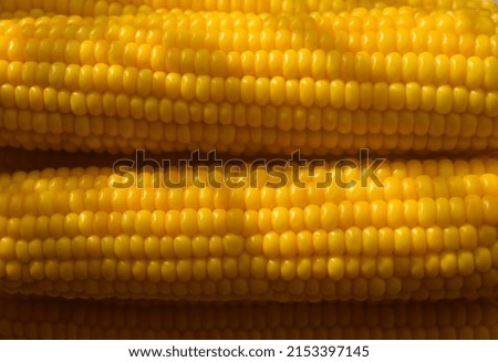 Cobs of boiled delicious corn with shadow. Close-up, copy space. 




 
































