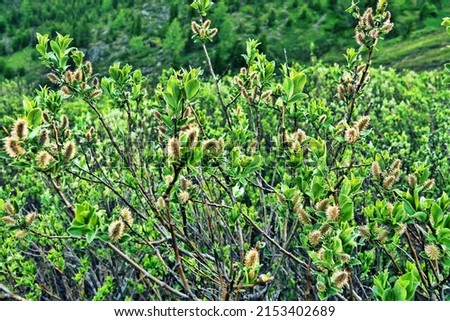 Willow-shrub; osier bed (Salicetum) in mountains, stream ravine. Willow leaves only in early summer (high-altitude alpine spring). Subniveal belt (2600 a.s.l.). Middle Siberia mountains Royalty-Free Stock Photo #2153402689