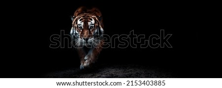 Portrait of a beautiful tiger. Big cat close-up. Tiger looking at you from the dark, portrait of a tiger. Portrait of a big cat on a black background.