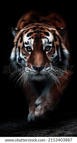 Portrait of a beautiful tiger. Big cat close-up. Tiger looking at you from the dark, portrait of a tiger. Portrait of a big cat on a black background.