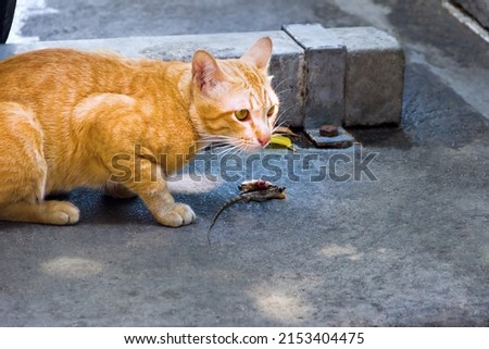 Feral cat caught a lizard and eats with appetite. Cat lovers should not forget that cats are ruthless predators, and not turn them into cute fun Royalty-Free Stock Photo #2153404475