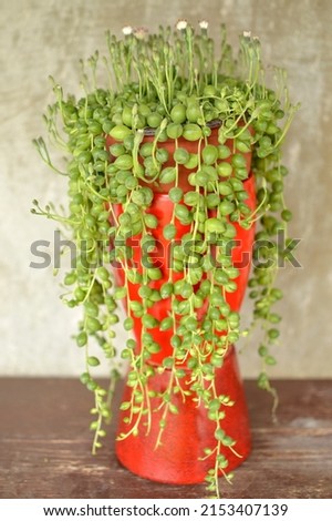 String of pearls, Senecio succulent in bloom close up Royalty-Free Stock Photo #2153407139